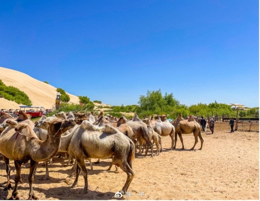 赤峰駱駝玩具廠地址電話號(hào)碼-第1張圖片
