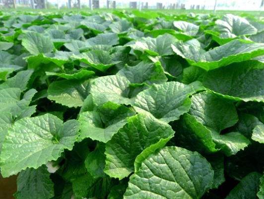 赤峰出售煤礦抑塵劑電話號(hào)碼-第1張圖片