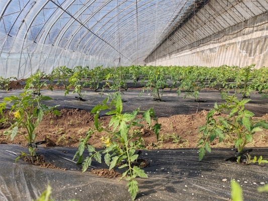 赤峰市蔬菜大棚基地-第1張圖片