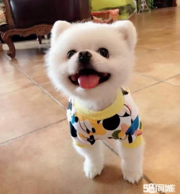 赤峰紅山貓舍電話號碼查詢-第1張圖片