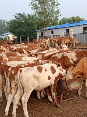 赤峰沃金養(yǎng)牛廠電話號碼-第1張圖片