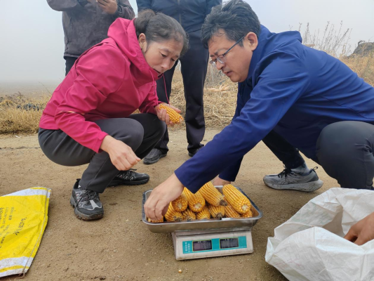 赤峰壓片玉米加工廠電話號(hào)碼-第1張圖片