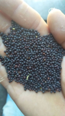 赤峰菜籽批發(fā)市場(chǎng)-第1張圖片