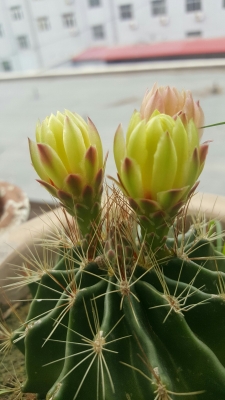 赤峰市元寶山區(qū)出租車投訴電話-第1張圖片