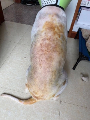 赤峰寵物上門(mén)打針電話是多少號(hào)-第1張圖片