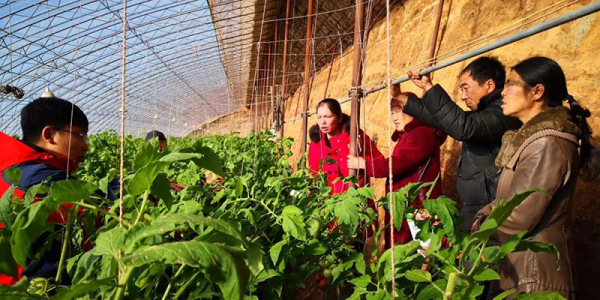 赤峰種植基地公司電話號(hào)碼查詢-第1張圖片