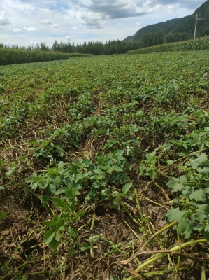 內蒙赤峰木瓜種植基地電話號碼-第1張圖片
