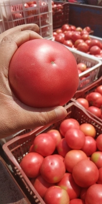 赤峰蔬菜販子電話號(hào)碼查詢-第1張圖片