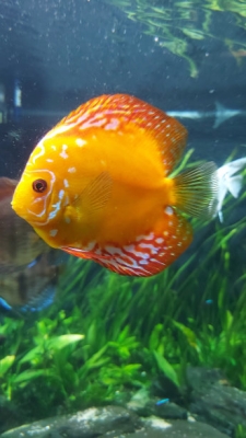 赤峰魚店水族館電話號碼-第1張圖片