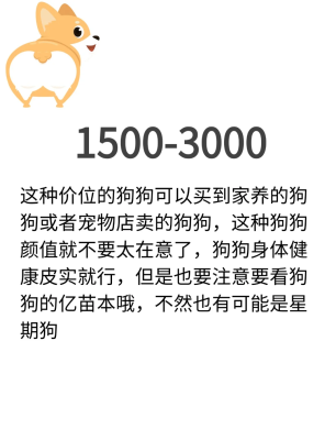 赤峰柯基出售同城電話地址查詢-第1張圖片