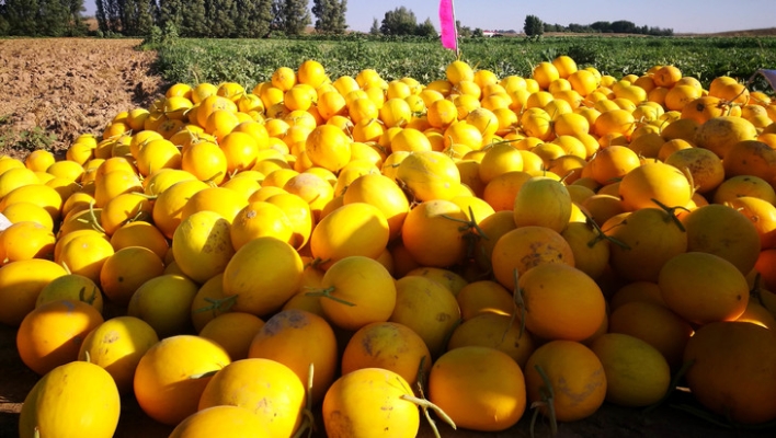 內蒙古赤峰打農藥電話號碼-第1張圖片