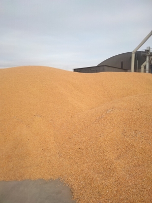 赤峰賣生玉米的電話地址是多少-第1張圖片