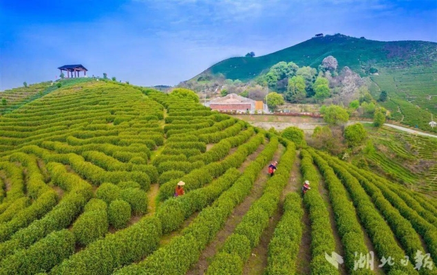 赤峰白茶種植基地電話號碼-第1張圖片