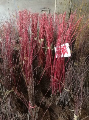 赤峰求購苗木市場電話號碼多少-第1張圖片