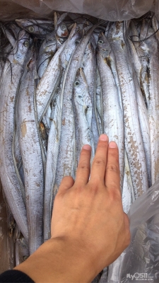 赤峰三合冷庫帶魚電話號碼-第1張圖片