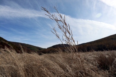 赤峰市收購蘆葦電話地址是多少-第1張圖片