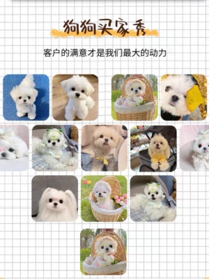 赤峰比熊血統(tǒng)犬舍電話號碼-第1張圖片