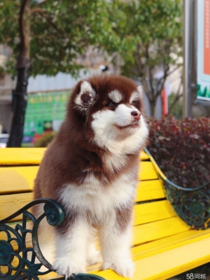 赤峰同城撿狗電話多少號-第1張圖片