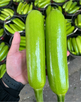 赤峰西葫蘆代辦公司電話號(hào)碼-第1張圖片