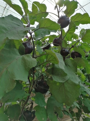 赤峰圓茄苗訂購電話號(hào)碼-第1張圖片