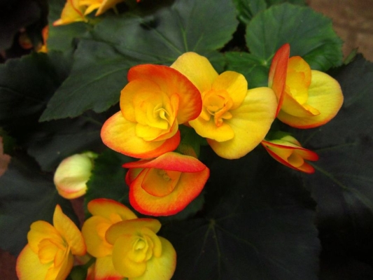 赤峰新花草市場地址電話號碼-第1張圖片