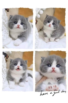 赤峰寵物貓上門收購(gòu)電話號(hào)碼-第1張圖片