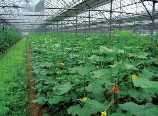 赤峰賣蔬菜苗的電話號碼-第1張圖片