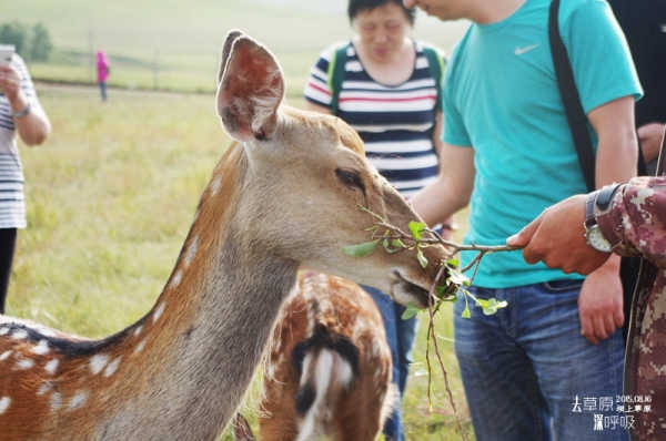 赤峰牛羊棚出租電話號(hào)碼是多少-第1張圖片