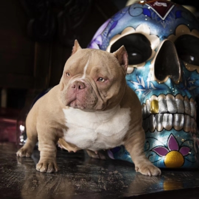 赤峰出售惡霸犬的地方電話是多少-第1張圖片