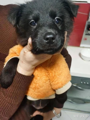 赤峰狗狗收養(yǎng)中心電話號碼是多少-第1張圖片