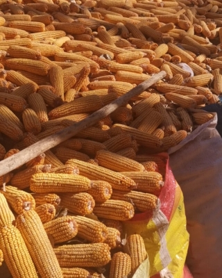 赤峰阿旗烤鵝店電話號(hào)碼-第1張圖片