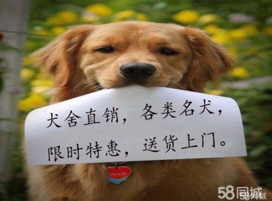 赤峰同城免費(fèi)找貓電話號(hào)碼-第1張圖片