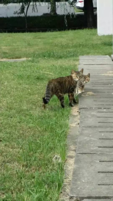 赤峰市流浪貓領養(yǎng)電話號碼-第1張圖片