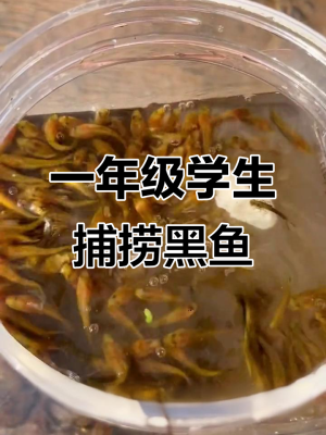 赤峰賣黑魚苗的電話地址是多少-第1張圖片