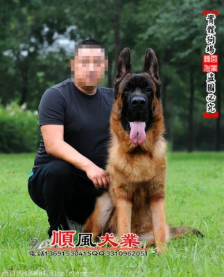 內(nèi)蒙赤峰賣狗電話多少號(hào)-第1張圖片