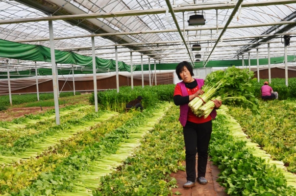 赤峰烤煙合作社電話號碼-第1張圖片