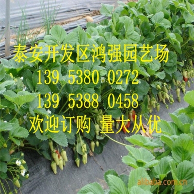 赤峰果樹飲料公司簡介電話號碼-第1張圖片