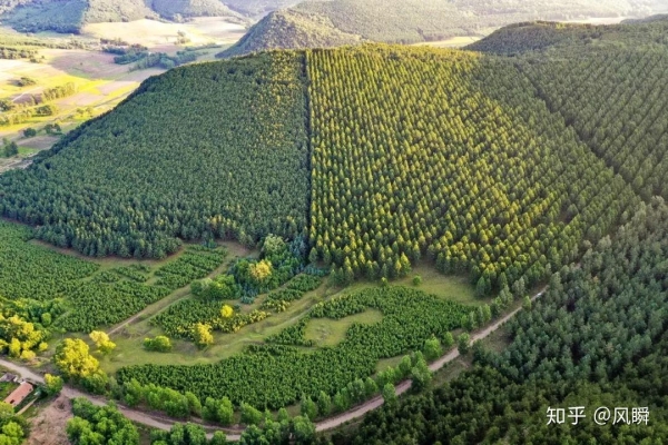 赤峰收黃楊種子的地方電話是多少-第1張圖片