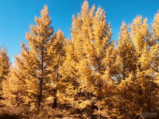 赤峰南臺子屬于哪里-第1張圖片
