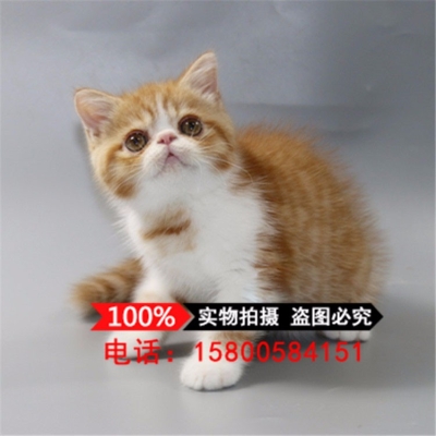 赤峰喵喵貓舍地址電話號(hào)碼-第1張圖片