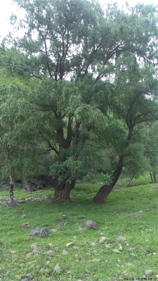 赤峰松樹收購(gòu)電話地址是多少號(hào)-第1張圖片