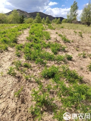 赤峰出售秧苗電話地址是多少號-第1張圖片