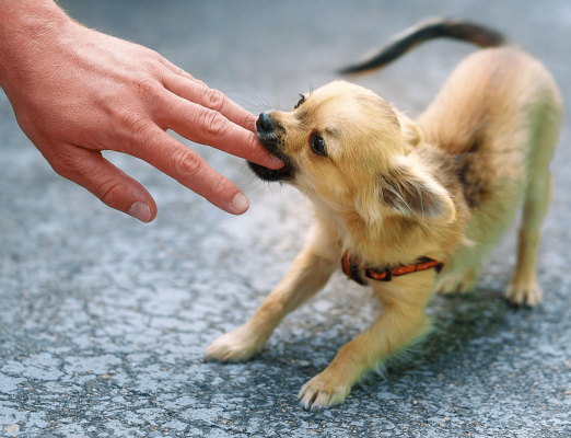 赤峰寵物小峰電話號碼查詢-第1張圖片