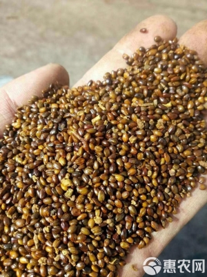 赤峰地區(qū)沙棘苗基地電話(huà)號(hào)碼-第1張圖片