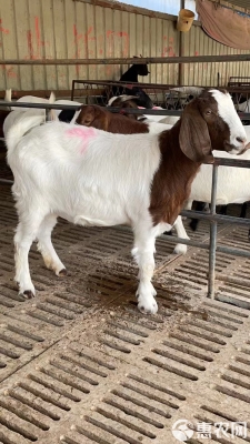 赤峰羊苗代收電話是多少號-第1張圖片