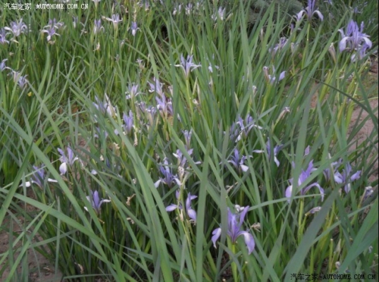 赤峰植物批發(fā)市場電話號碼-第1張圖片