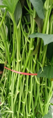 赤峰煙冠紅薯批發(fā)電話號碼-第1張圖片