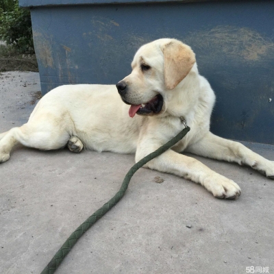 赤峰同城撿狗電話號碼查詢-第1張圖片