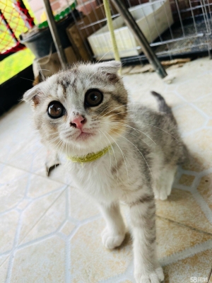 赤峰同城收貓的電話號碼-第1張圖片