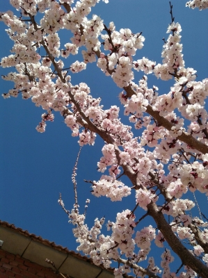 赤峰寧城縣婷婷診所電話號碼-第1張圖片